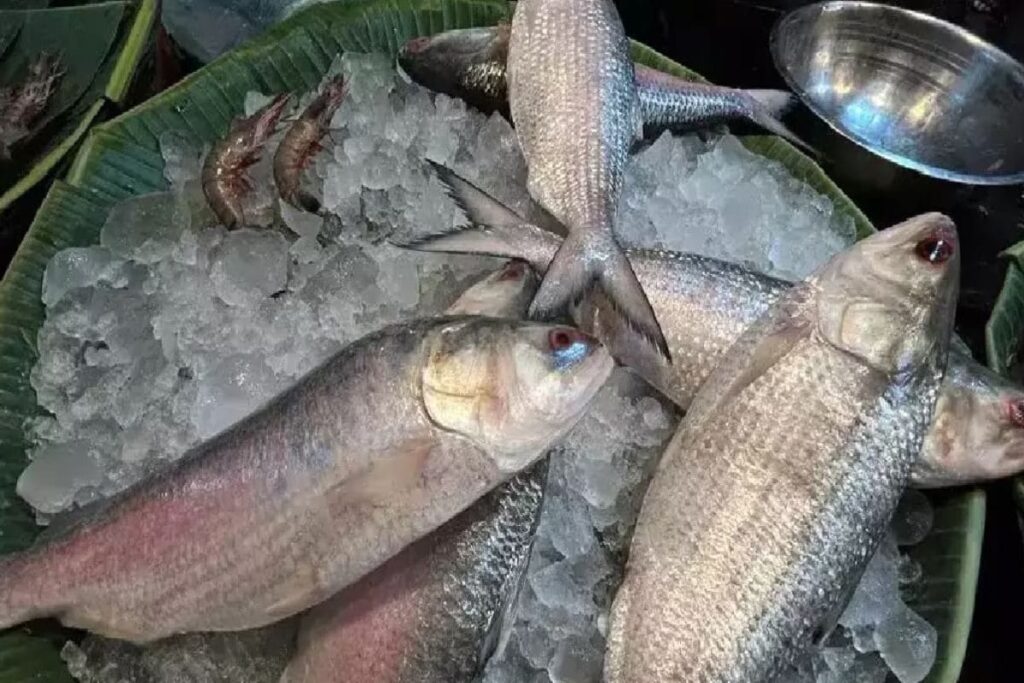 Due To Low Supply, Bengal Traders Selling Other Fish As Hilsa. Check How To Tell The Difference