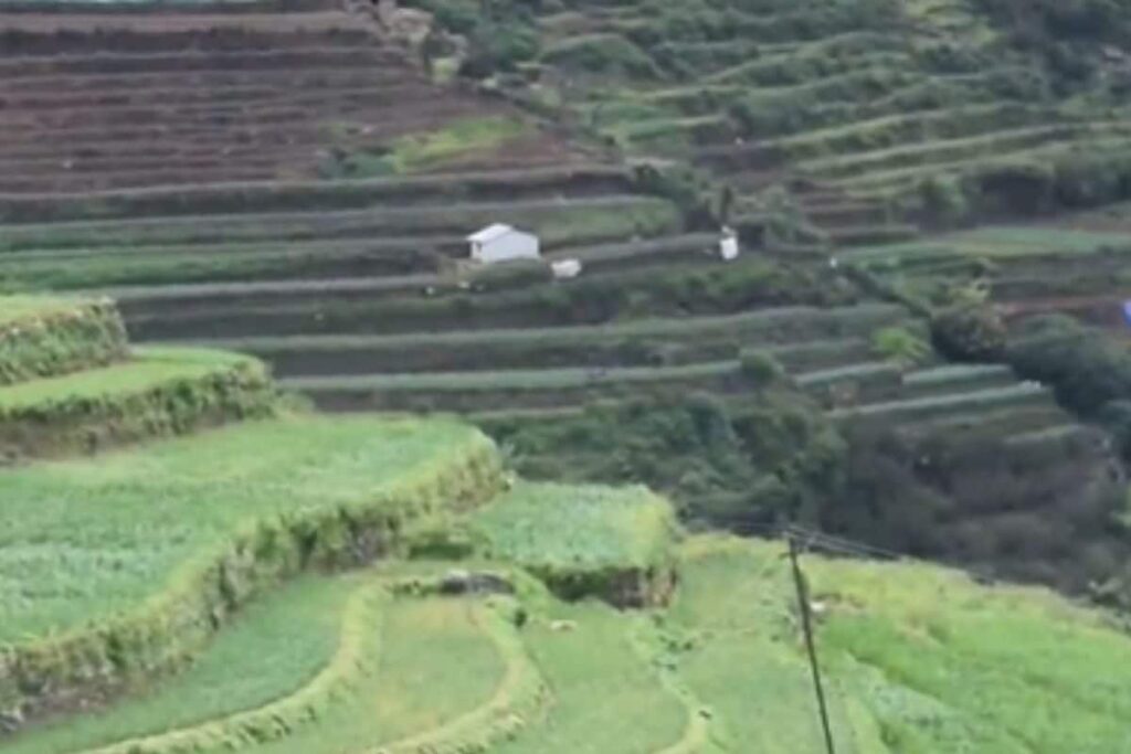 Why Garlic Cultivation Is Popular In Tamil Nadu’s Kodaikanal