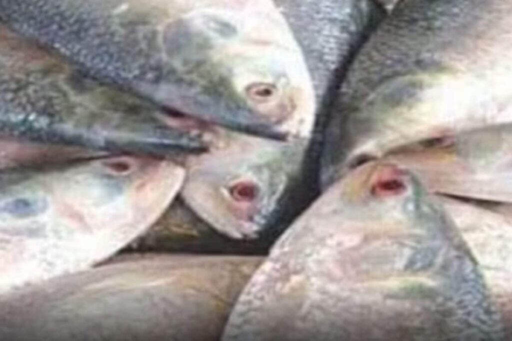 Bengal Locals Not Happy With Hilsa Fish Quality This Year