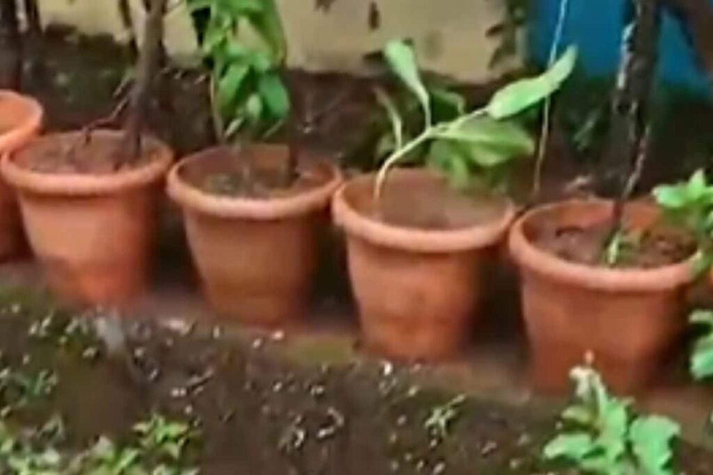 In Karnataka's Sirsi, Students Prepare A Live Classroom With Unique Plants