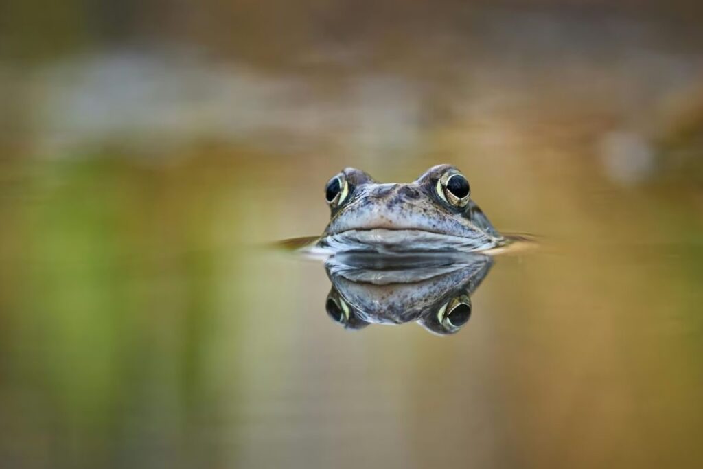 In Andhra Pradesh's Velerupadu, Rare Dotted Frog Found Amid Heavy Rains