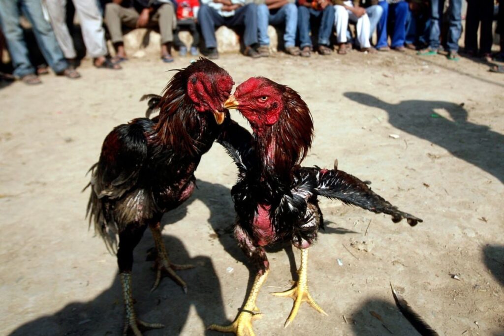 Puducherry’s Cockfighting Competition Blends Culture And Tradition