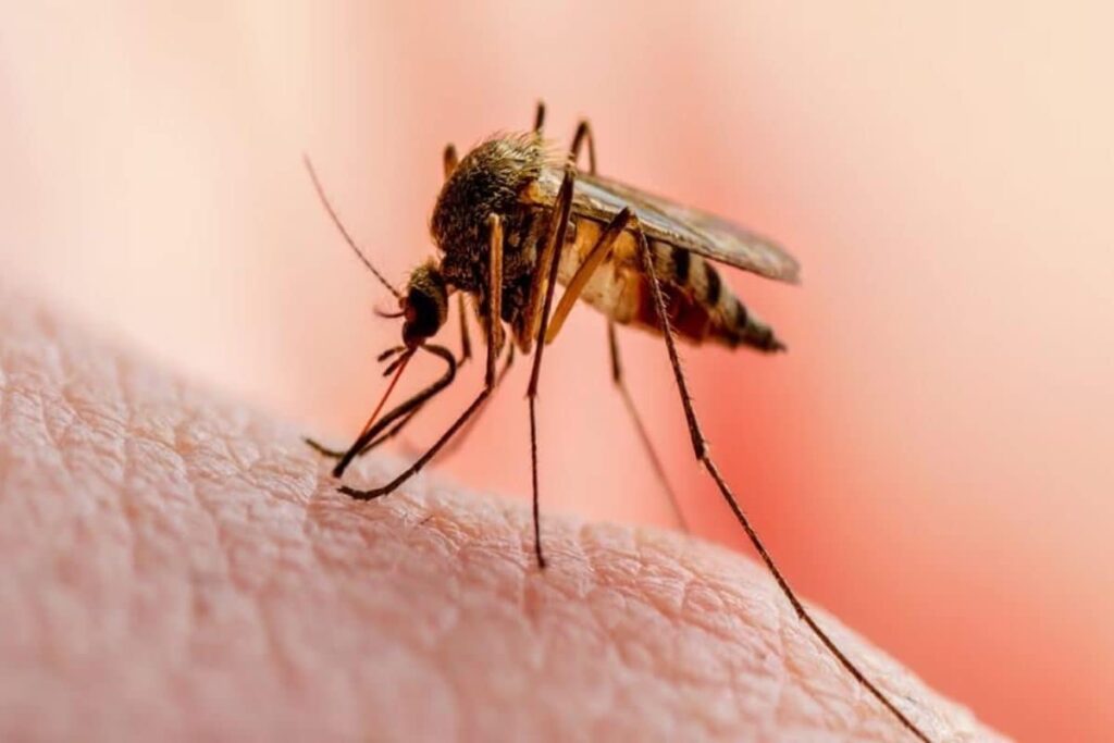 All You Need To To Know About Zika Virus | In GFX