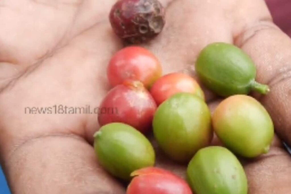 This Is How Coffee Is Cultivated In Tamil Nadu’s Nilgiris