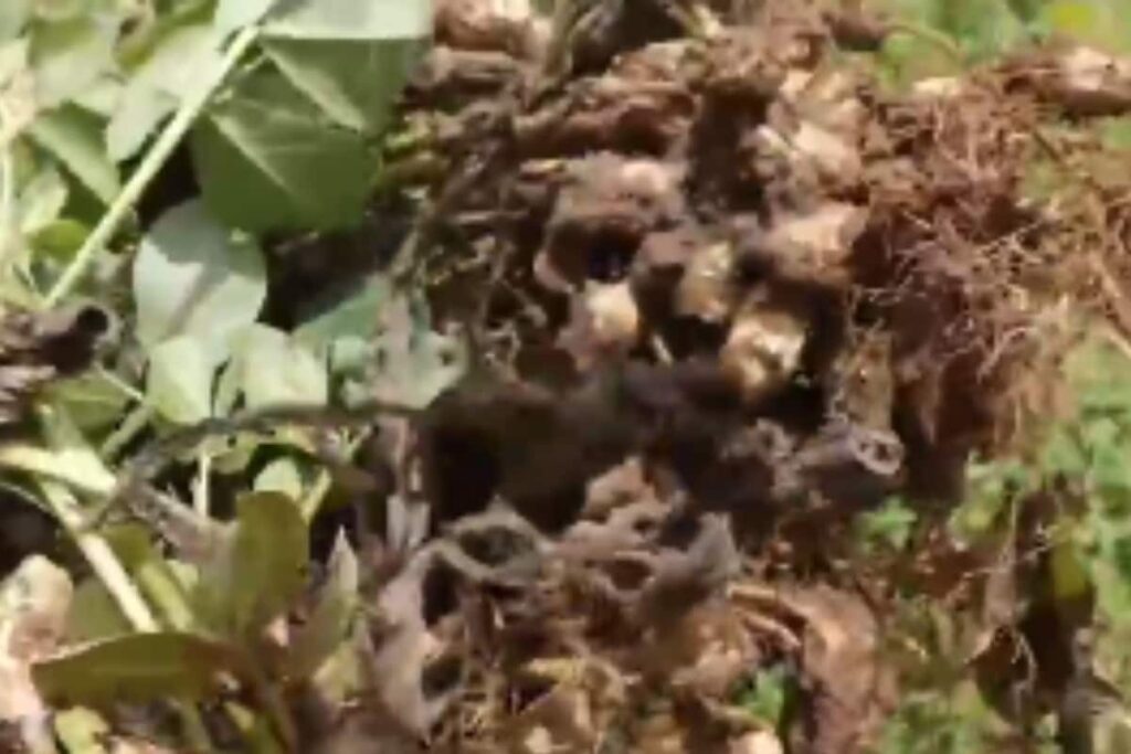 Tamil Nadu Farmer Cultivates Groundnuts For First Time