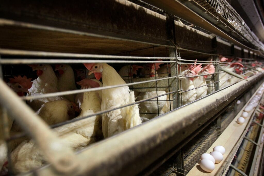 No Non-Veg in Hills on Monday: Meat Ban Imposed in Chikkamagaluru For Janmashthami