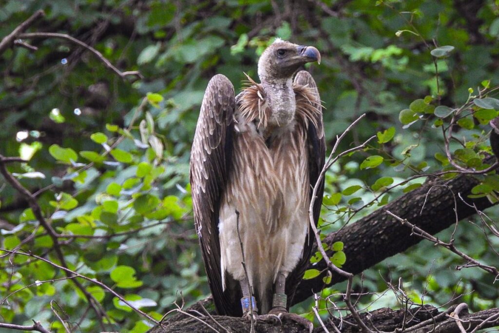 Message from Bangladesh? Vulture With Peculiar Markings Causes Stir in Jharkhand