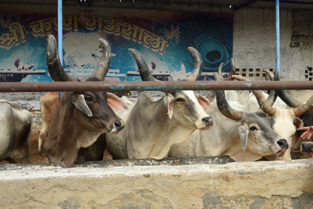 Nearly 20 Cows Dead After 50 Thrown Into River In Madhya Pradesh; Four Booked