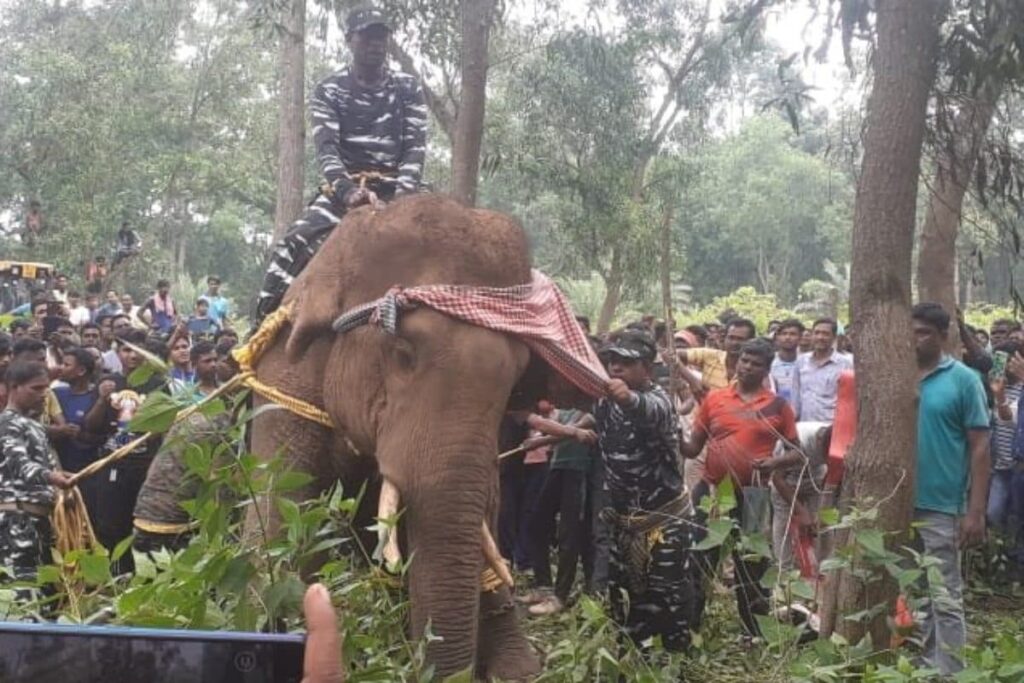 Elephant Dies In West Bengal's Jhargram After Locals Use Banned Spiked Rods, Fireballs | Video