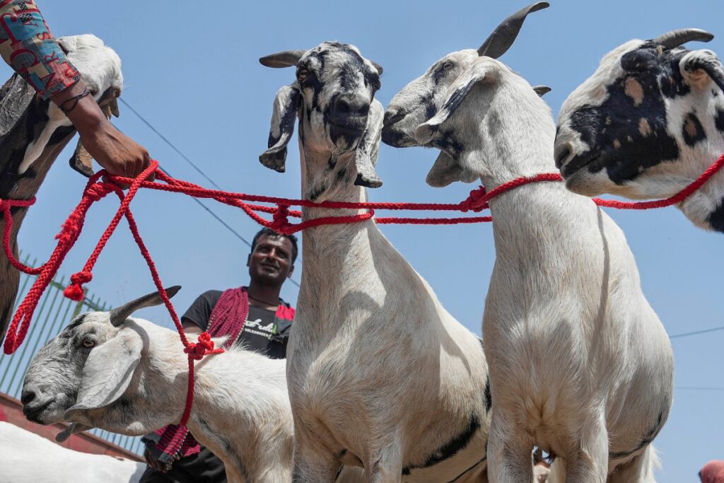 Goats Worth Rs 10 Lakh Stolen from Noida Farmhouse