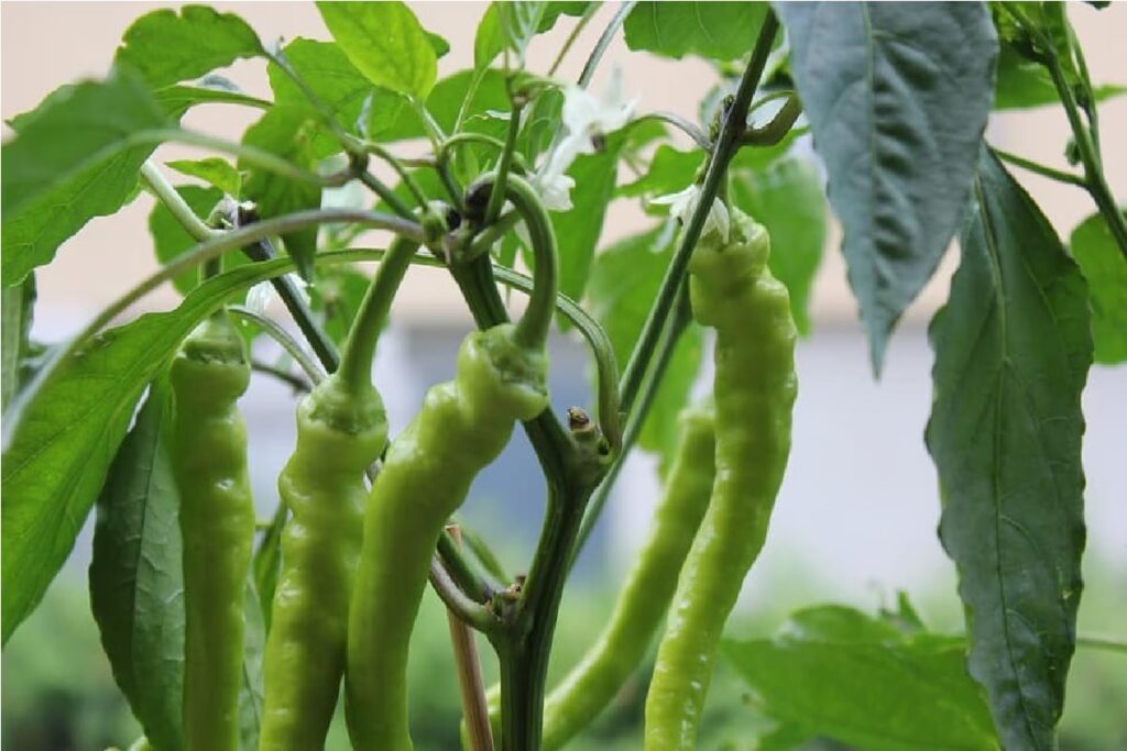 In West Bengal's Sundarbans, Bullet Chillies Yield Farmers A Good Profit