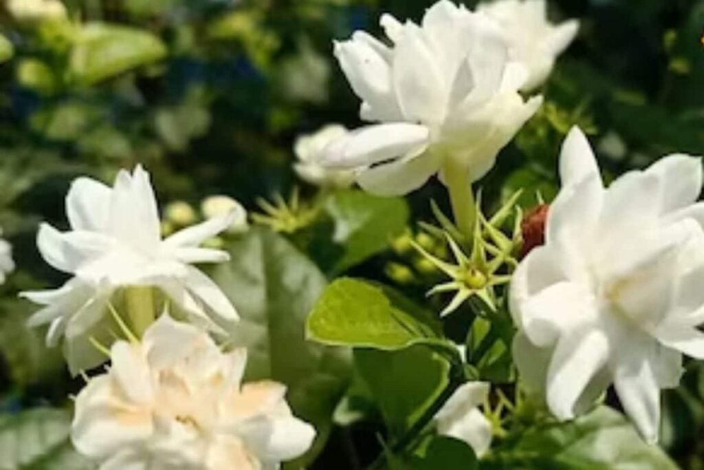 In West Bengal's Midnapore, High Temperatures And Low Rainfall Affect Marigold Supply And Prices