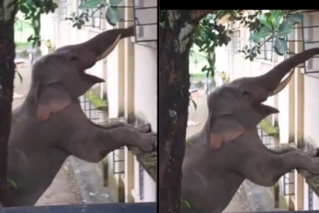 In West Bengal, Elephant Arrives At Binnaguri Army Camp For Food