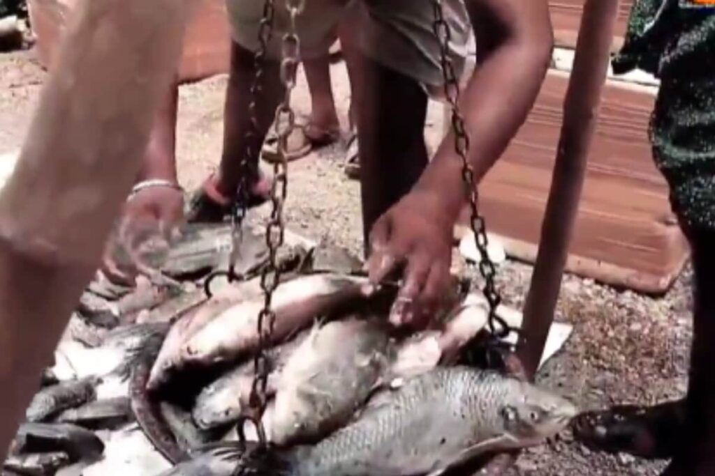 In Andhra Pradesh's Pothireddypadu, Rich Fish Variety Attracts Buyers From Across India