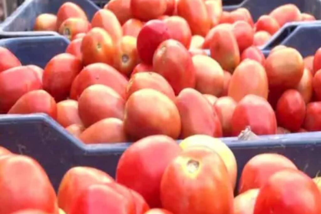 Karnataka Tomato Farmers See Red As Exports, Prices Plummet Amid Bangladesh Crisis