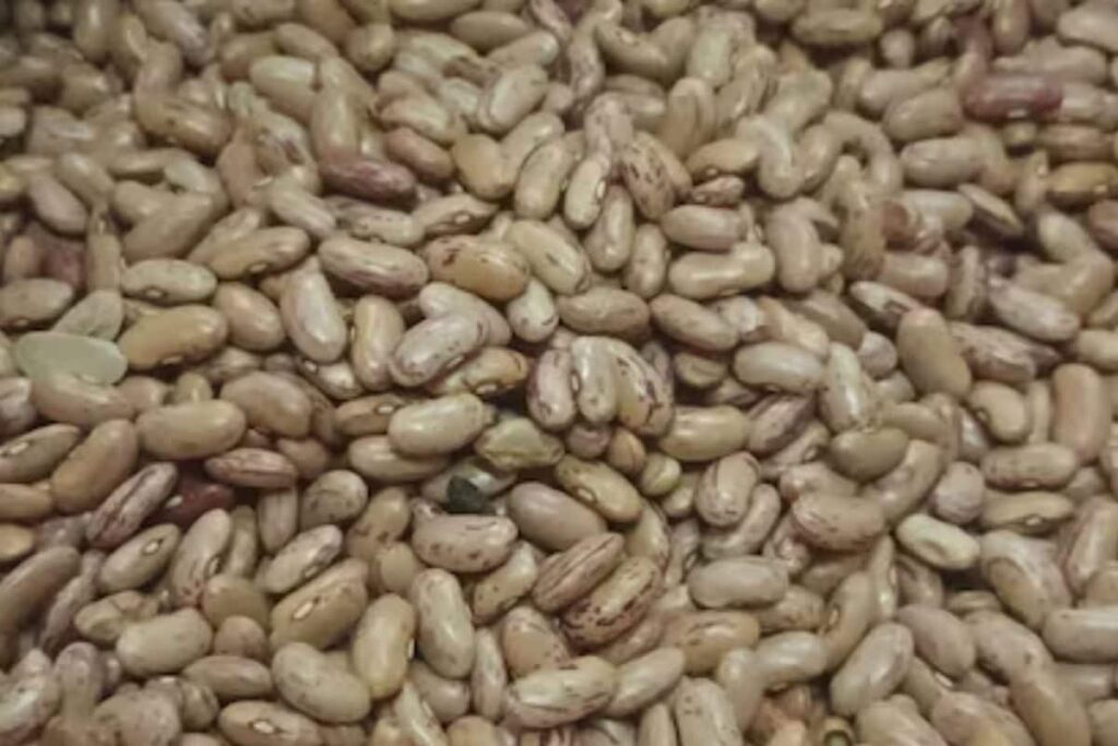 Nilgiris Farmers Worried Over Decline In Traditional Broad Beans Cultivation