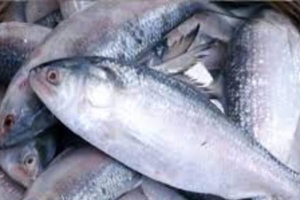 Political Turmoil In Bangladesh Halts Hilsa Fish Imports To India