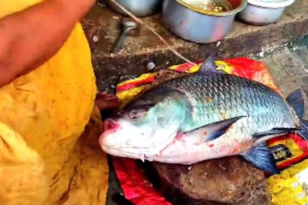 In This Andhra Village, The Fish Business Is Handled By 200 Women