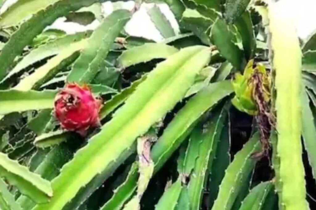 This Andhra Woman, Who Started A Small Dragon Fruit Business In 2020, Now Employs 10 People