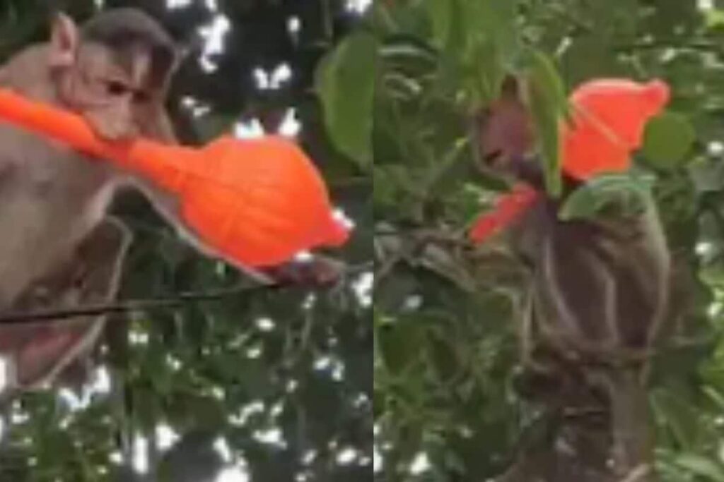 In Belagavi, Monkey Spotted Jumping From One Tree To Another Carrying A Toy Mace