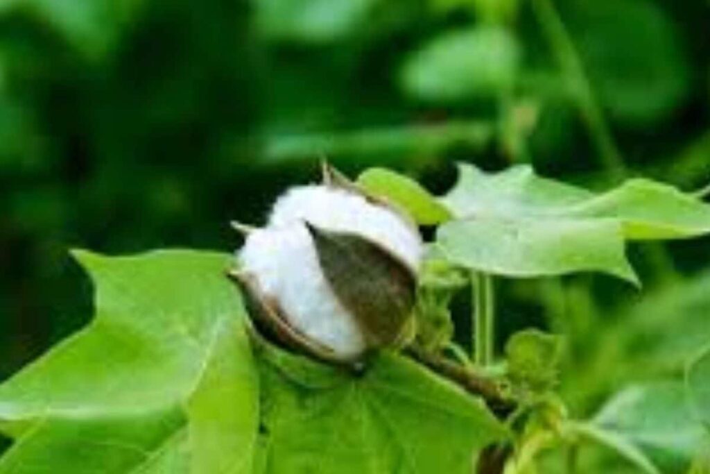 In Telangana's Peddapur, Boom In Cotton Business Due To Bio-fertilisers