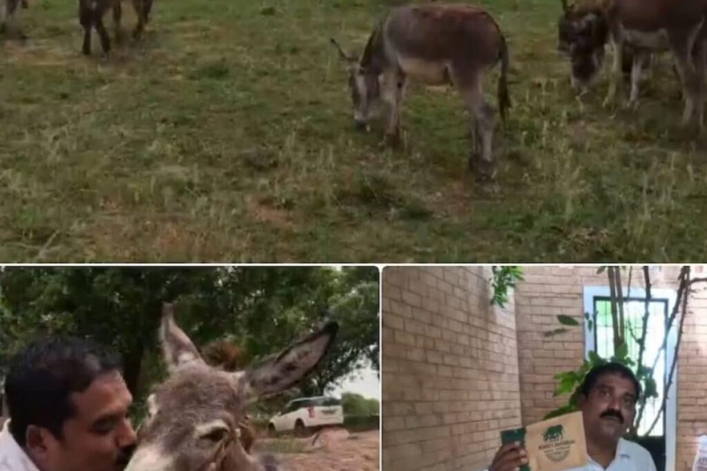 Tamil Nadu Man Earns Rs 3.5 Lakh A Month Through Donkey Farming