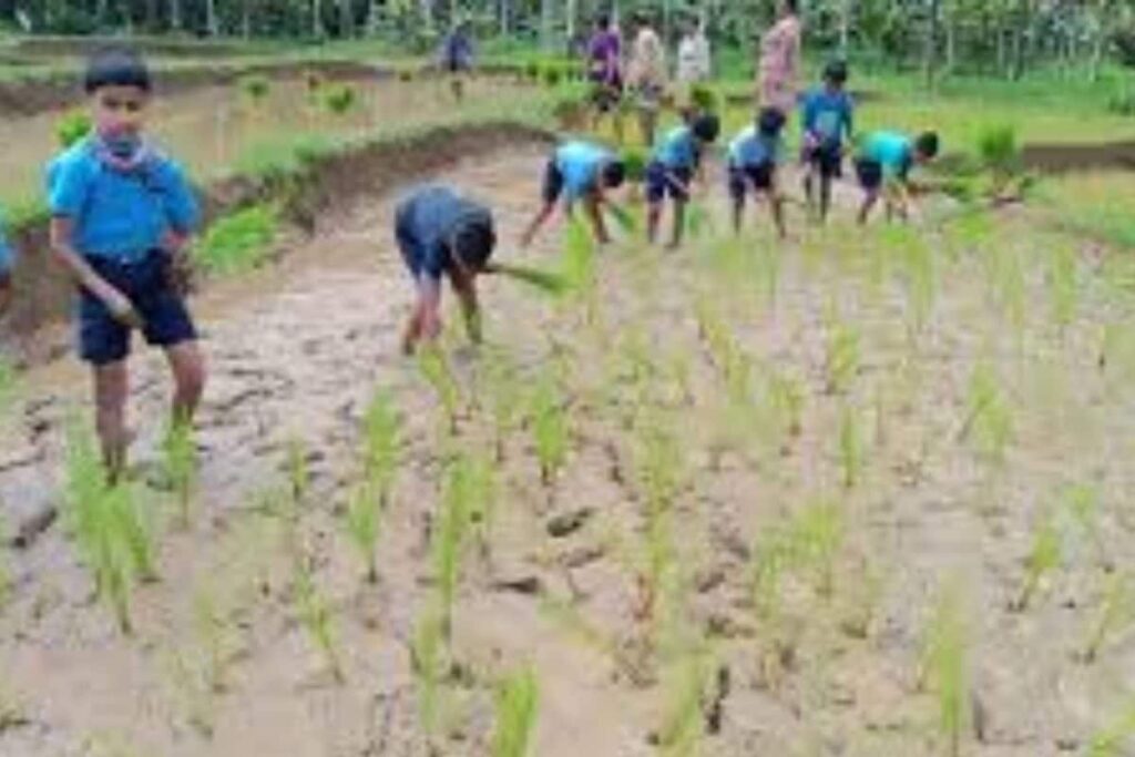 Siddapur Class 4 And 5 Students Do Paddy Planting As Part Of New Agricultural Education