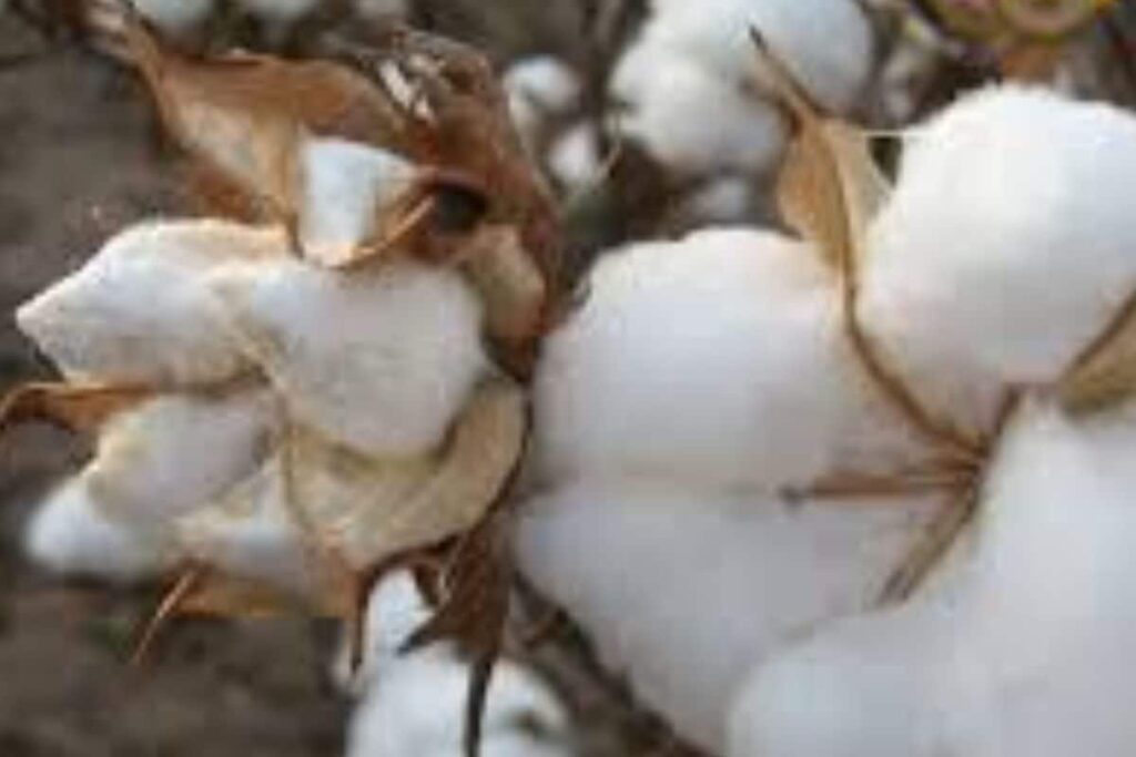 Expert Shares Ways To Protect Cotton Crop From Pests During Monsoon