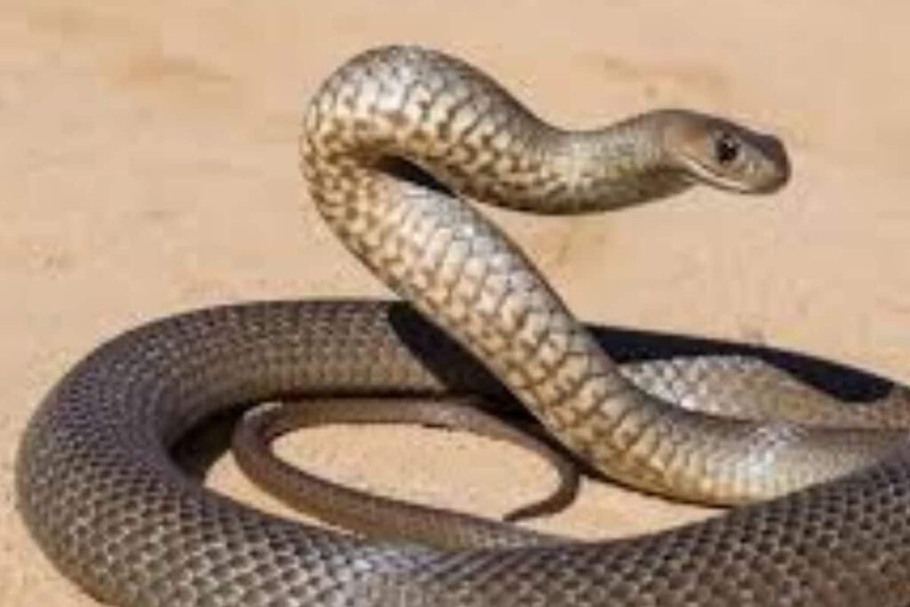 This 15-Year-Old Andhra Boy Started An Initiative To Save Endangered Snakes