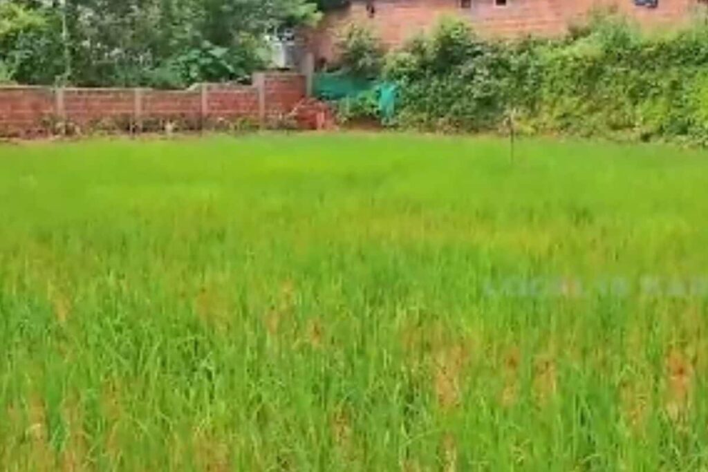 Sullia School Transforms Playground Into Paddy Field for Hands-On Agriculture Lessons