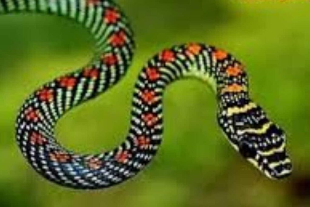 Cobra Spotted In Howrah, Activist Calls It Good For Environment