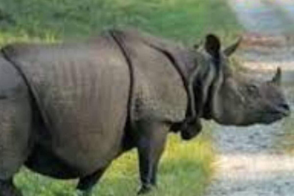Tapeworms The Reason Behind Rhino Calf's Death In Bengal? What We Know