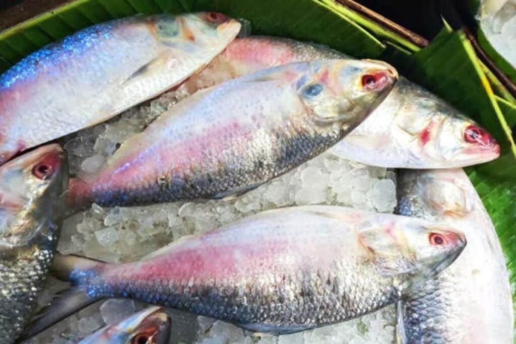 Love Eating Hilsa Fish? Know The Advantages And Health Risks