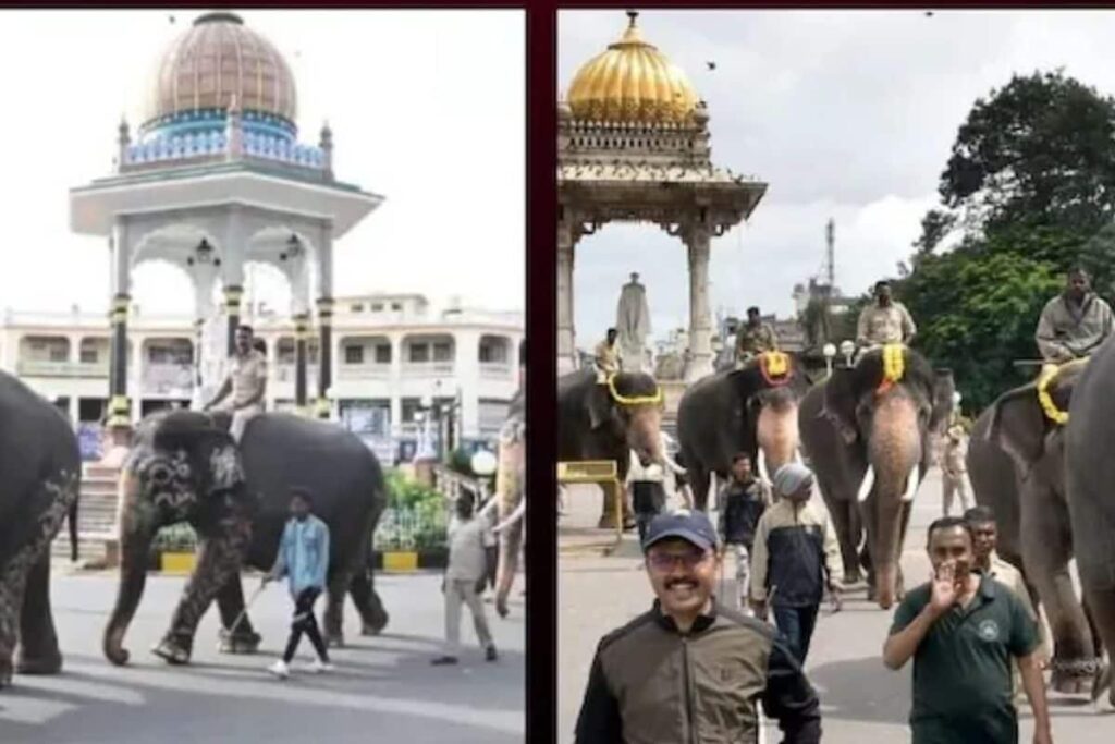Mysuru Dasara 2024: Training Of 18 Elephants For Procession Begins