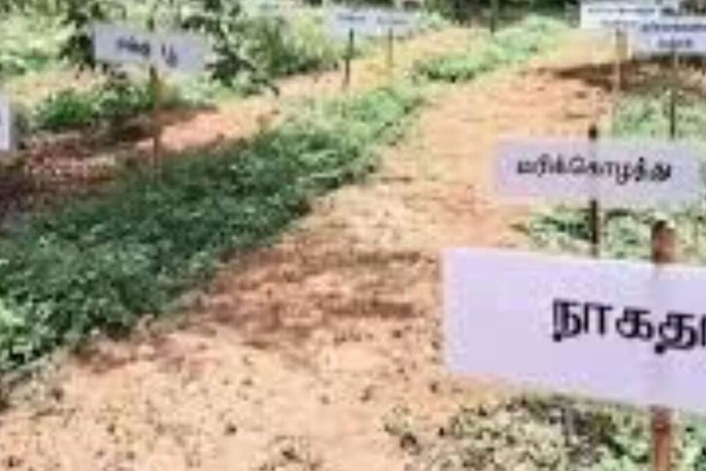 Puducherry Government School Turned Into A Herbal Garden