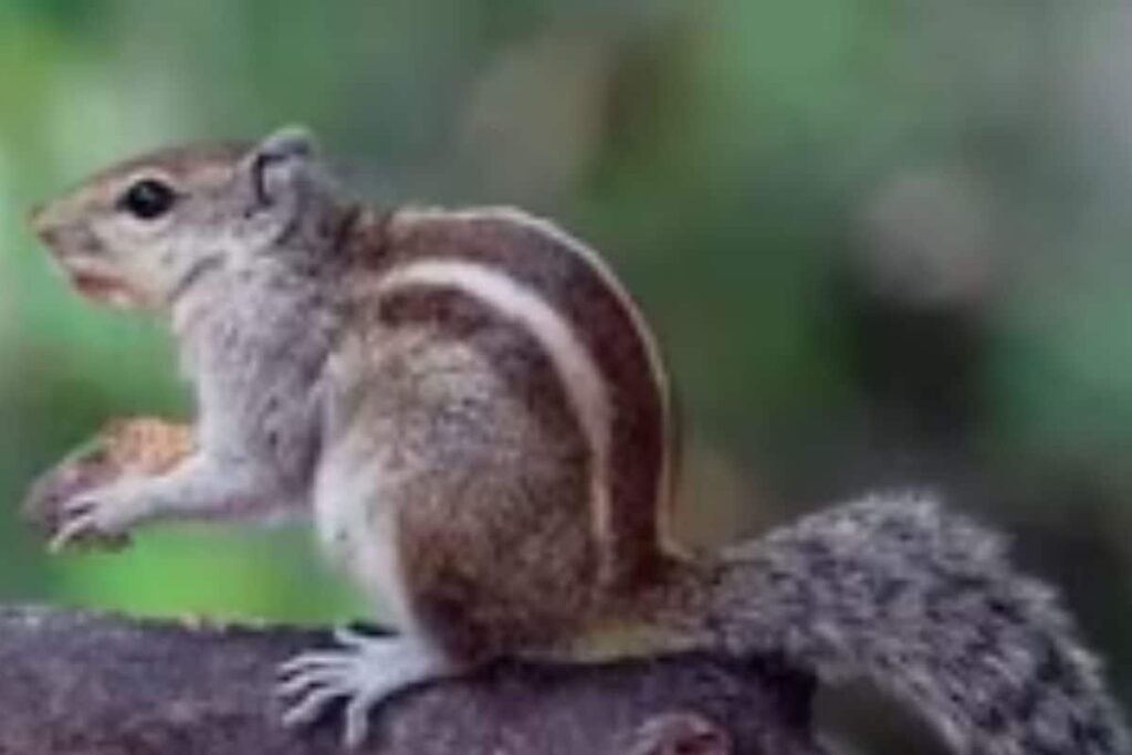 This Mangaluru Man Has Been Nurturing Homeless Squirrels For 6 Years