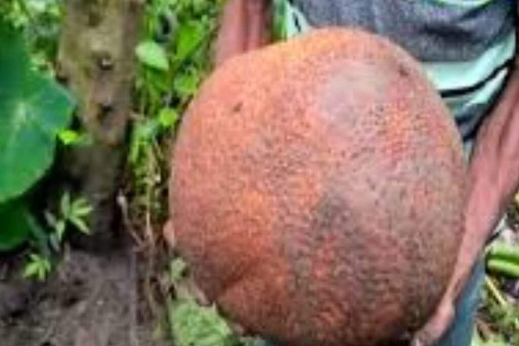 Bengal Man Unearths Rare 8 Kg Jackfruit In His Garden