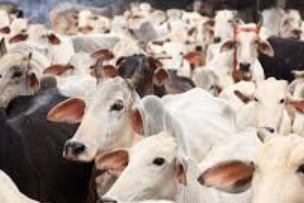 In This Andhra Pradesh Village, Goshala Housing 150 Cows Runs On Donation