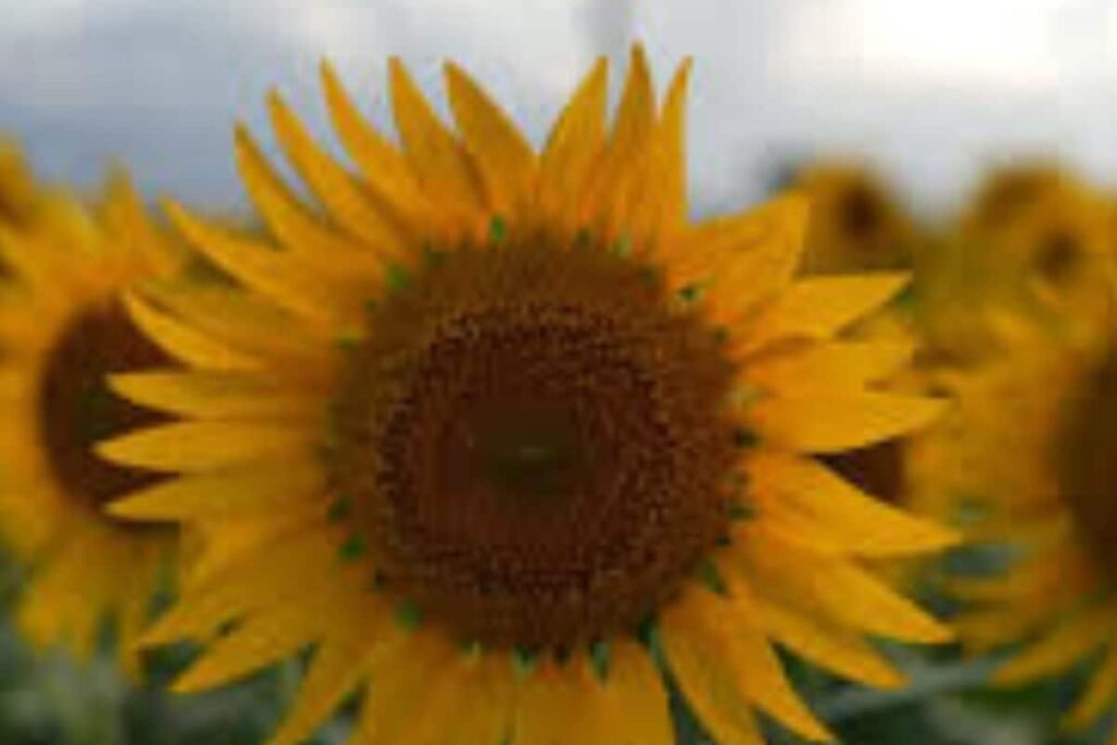 Visiting Tamil Nadu? Explore This Scenic Sunflower Garden In Tenkasi District