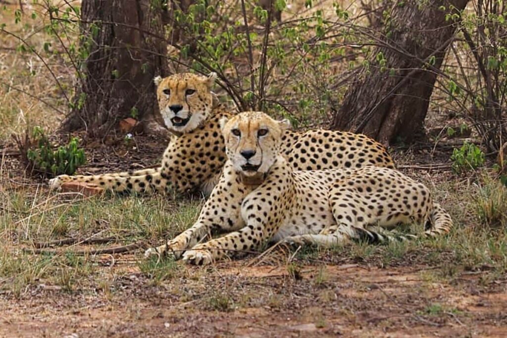 24 Months and Counting, What Are We Doing with Our 'Imported' Cheetahs?