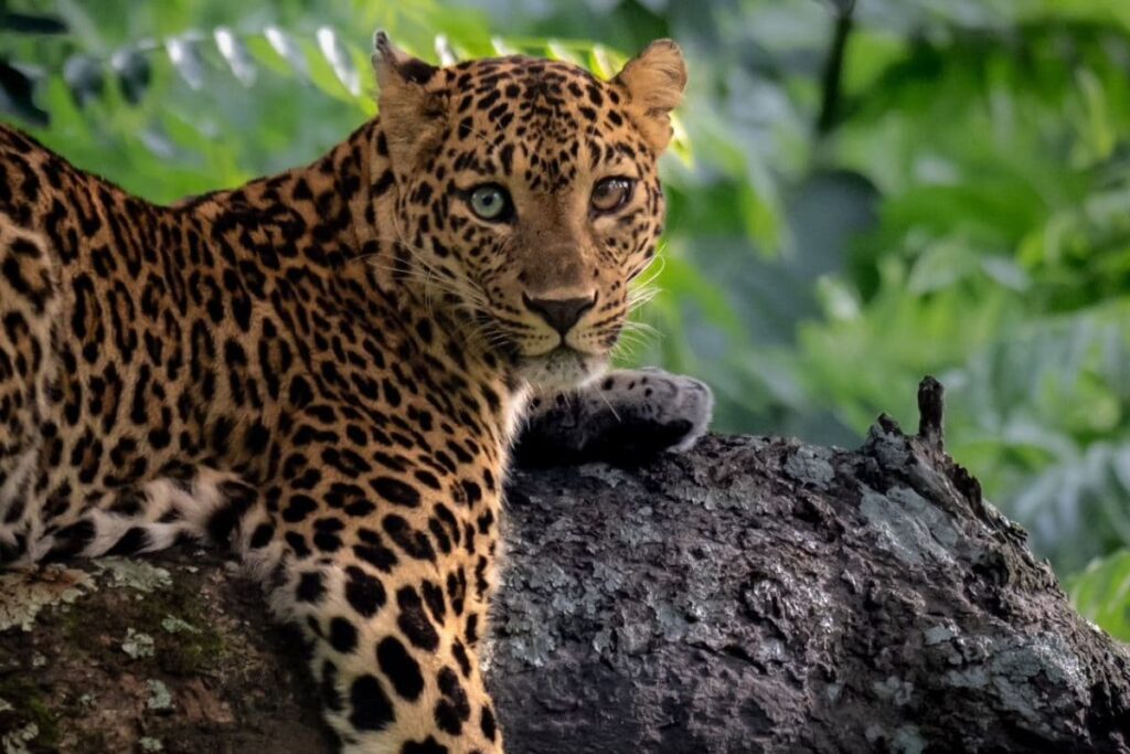 In A First, Leopard With Two Different-Coloured Eyes Photographed in Bandipur