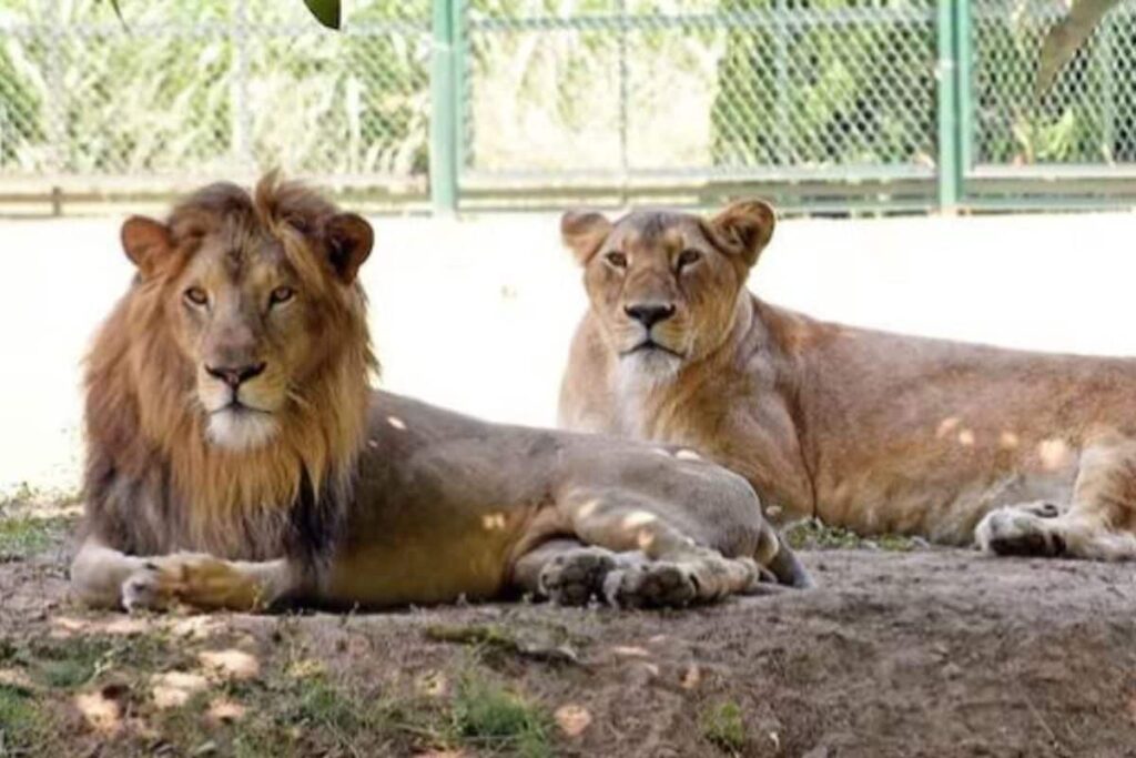 Bengal's Feline Couple Akbar & Sita Get New Names, VHP Claims Moral Victory