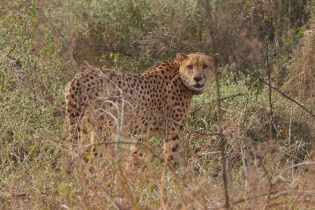 Death of Lone Free-Ranging Cheetah Raises Questions on Release of Remaining Felines at Kuno