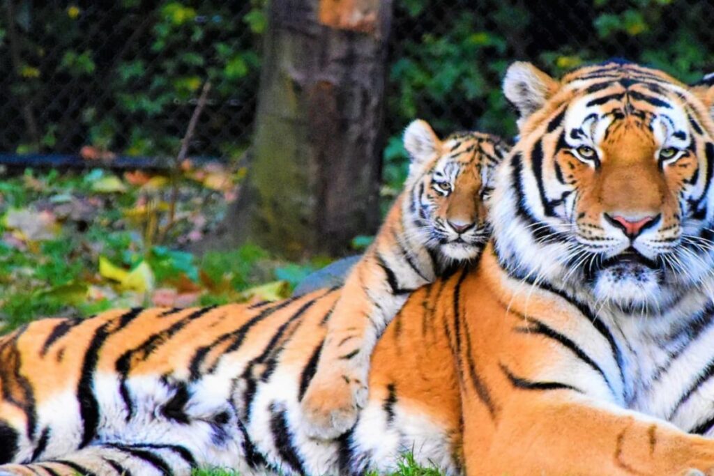 How To Bring Down Tiger Deaths Due To Unnatural Causes? Expert Spells Out His Action Plan