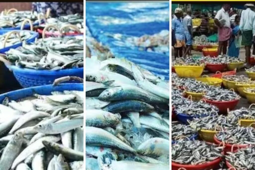Karnataka Fishermen See Surge In Sardine Catches Amid Reduced Rainfall