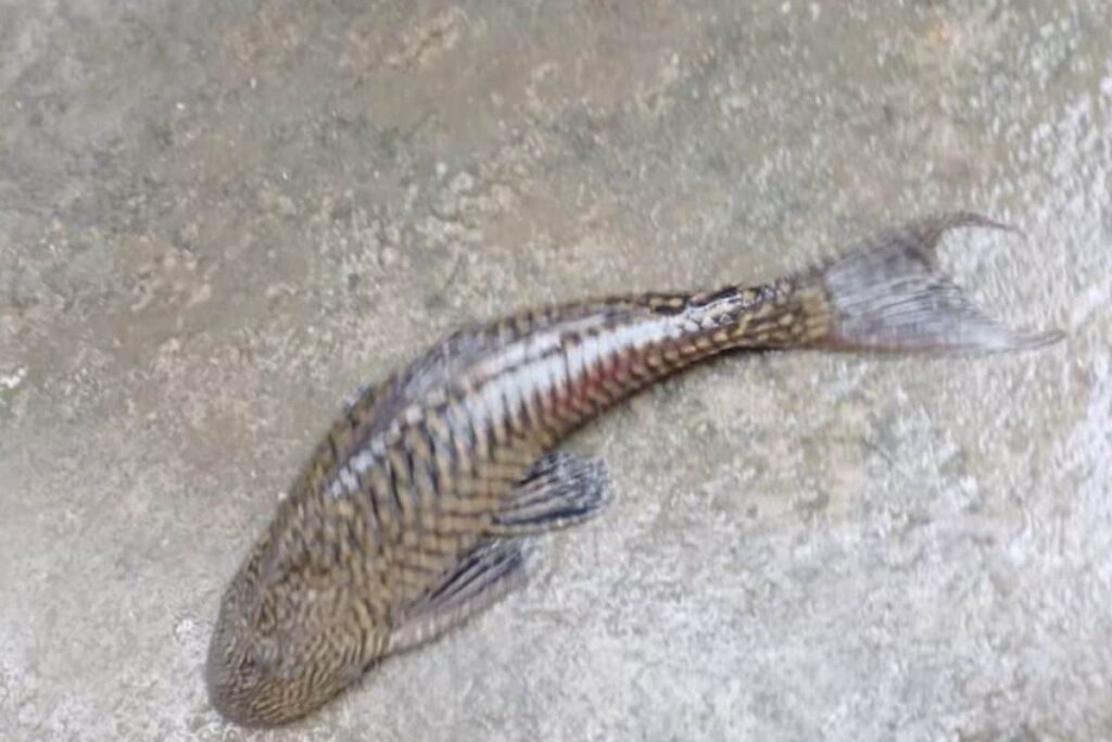 In Bengal's Torsha And Hantapara Rivers, People Spot Suckermouth Catfish