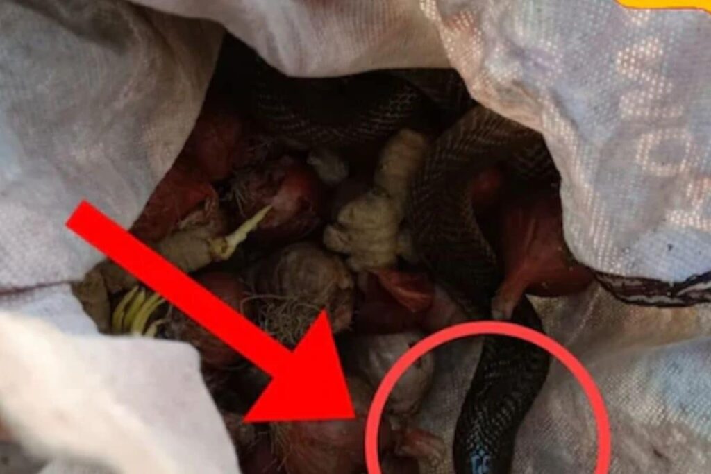 In Bengal's Tufanganj, Woman Bitten By Snake Hiding Inside Vegetable Bag
