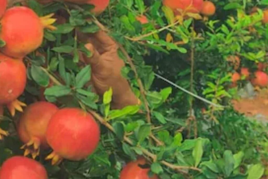 Karnataka Man Invests Rs 20 Lakh In Pomegranate Farming, Earns Rs 95 Lakh