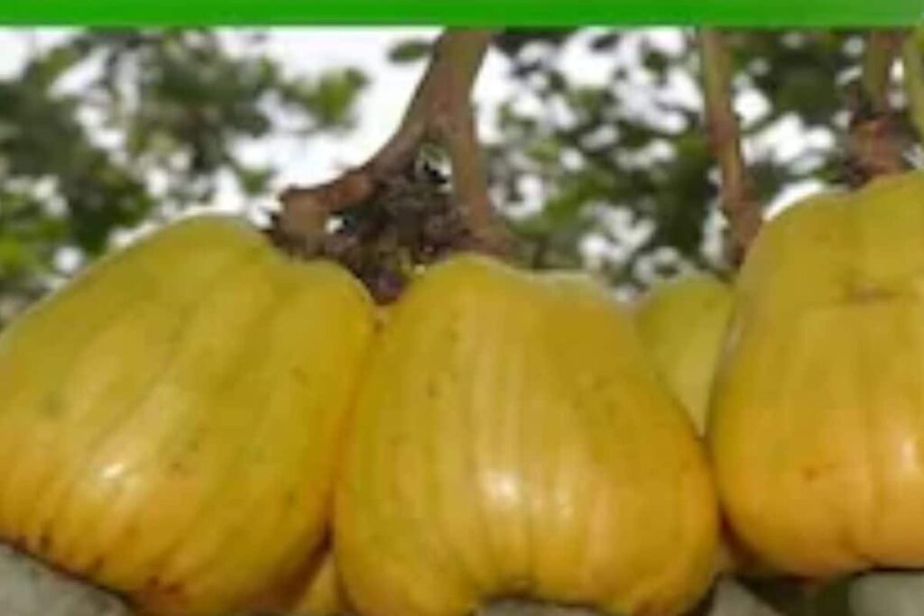 PM Narendra Modi To Launch 109 Climate-responsive, Nutrient-rich Crop Varieties On August 11