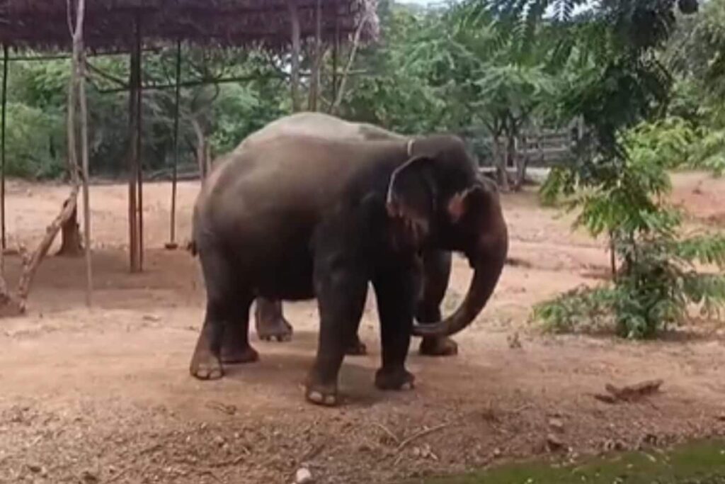 How Elephants In Visakhapatnam's Indira Gandhi Zoological Park Are Taken Care Of